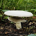 Karbolchampignon